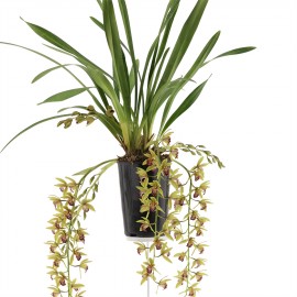 bloeiende plant