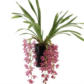 bloeiende plant