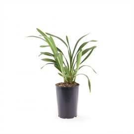 young plant