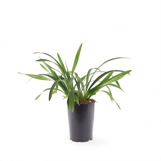 young plant young plant