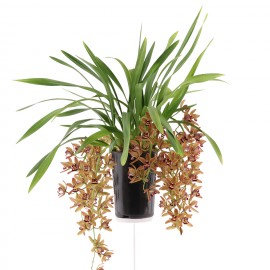 bloeiende plant