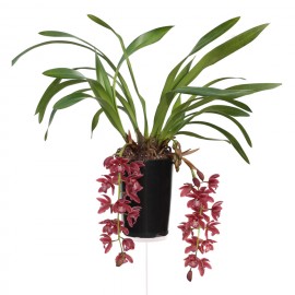 Karina, bloeiende plant