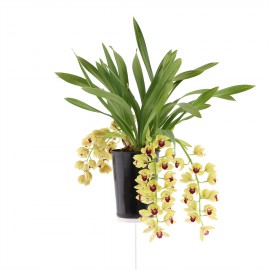Winn, bloeiende plant