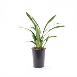 Jonge plant