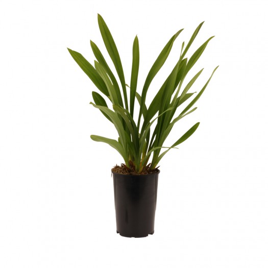 Bloeibare plant