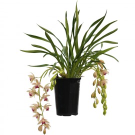 Mitali, bloeiende plant
