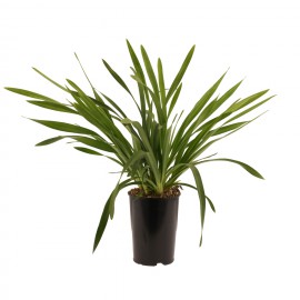 bloeibare plant