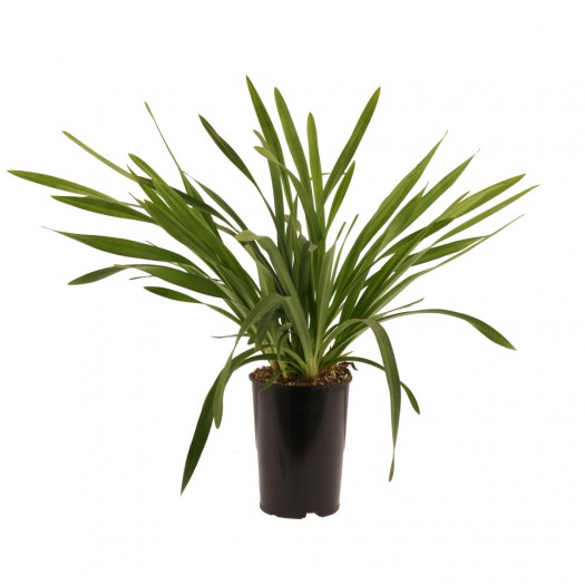 bloeibare plant bloeibare plant