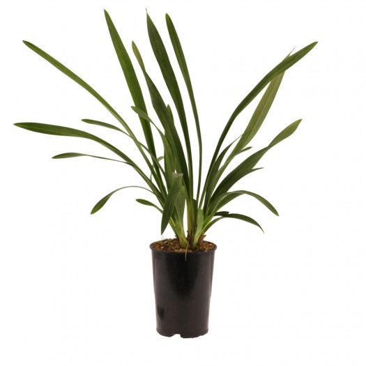 bloeibare plant